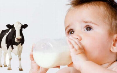 Cum fac trecerea de la formula de lapte praf, la laptele de vacă?